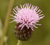q005.jpg